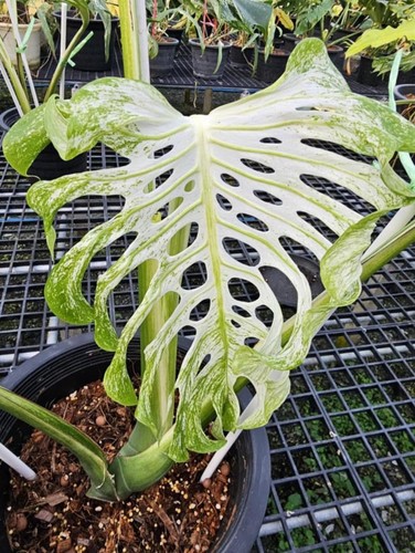 Monstera devil monster - devil,