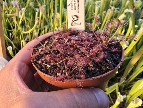 Drosera intermedia - 10,