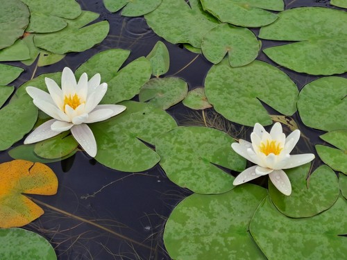 Ninfee bianche nymphaea alba - bianche,