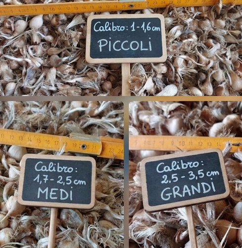 Bulbi zafferano sardegna in - di,