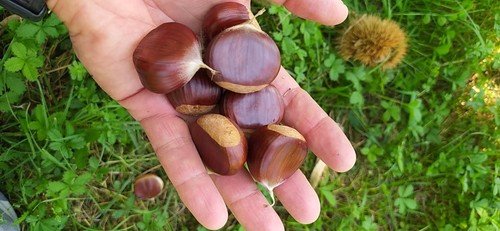 Castagne fresche garroni - castagne,