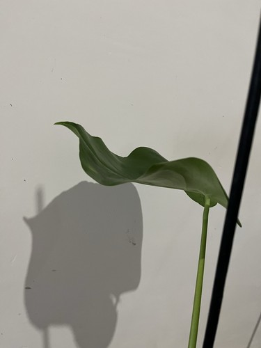 Monstera unniiae rare - monstera,
